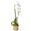 Orchid Plant