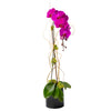 Orchid Plant