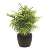 Palm Tree plants