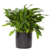 Aglaonema Plant